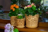 Вишня горшок керамический