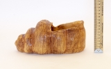 Раковина устрицы кашпо для цветов